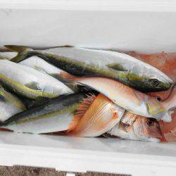 大進丸（新潟） 釣果