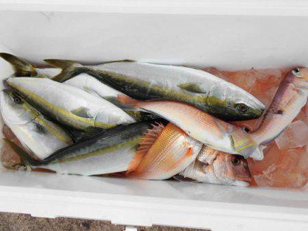 大進丸（新潟） 釣果