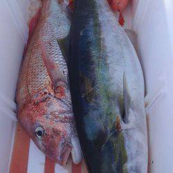 遊漁船 新鋭丸 釣果