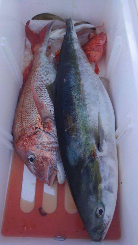 遊漁船 新鋭丸 釣果