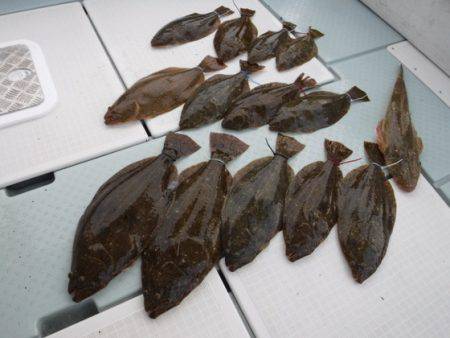 遊漁船 幸友丸 釣果