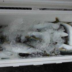 大進丸(新潟) 釣果