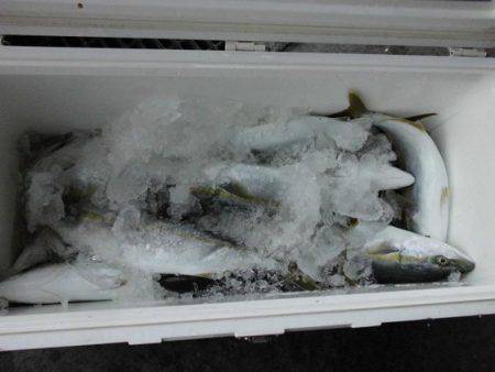 大進丸(新潟) 釣果