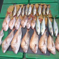 真祐丸 （しんゆうまる） 釣果