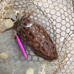 BlueOcean(ブルーオーシャン) 釣果