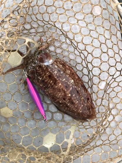 BlueOcean(ブルーオーシャン) 釣果