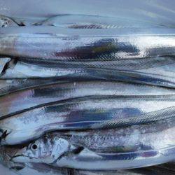 遊漁船 幸友丸 釣果