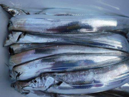 遊漁船 幸友丸 釣果