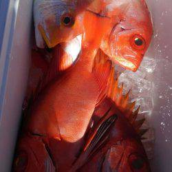 遊漁船 新鋭丸 釣果