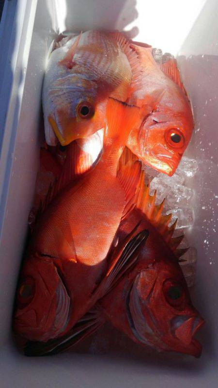 遊漁船 新鋭丸 釣果