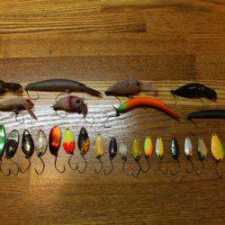 小菅トラウトガーデン 釣果