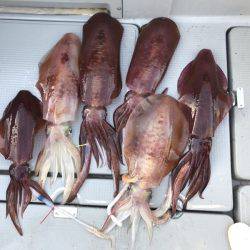 BlueOcean(ブルーオーシャン) 釣果