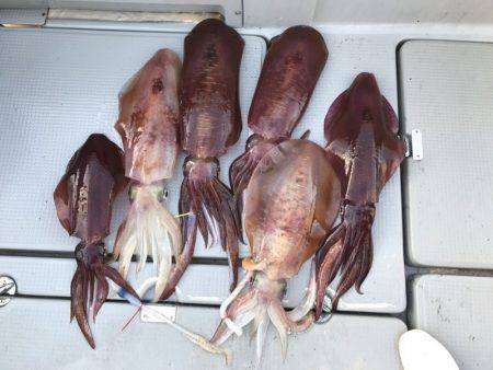 BlueOcean(ブルーオーシャン) 釣果