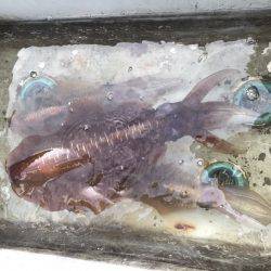 BlueOcean(ブルーオーシャン) 釣果