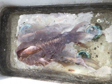 BlueOcean(ブルーオーシャン) 釣果