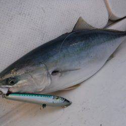 BlueNote Fishing Taxi 釣果