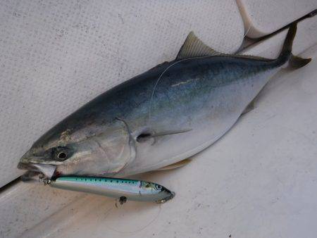 BlueNote Fishing Taxi 釣果