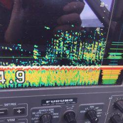 シーモンキー 釣果