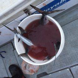 シーモンキー 釣果