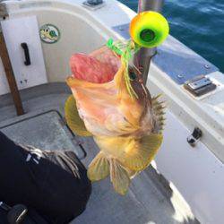 シーモンキー 釣果