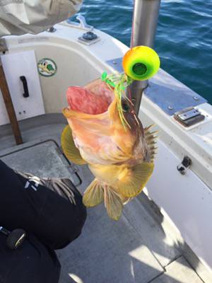 シーモンキー 釣果