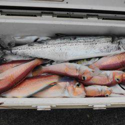 大進丸（新潟） 釣果