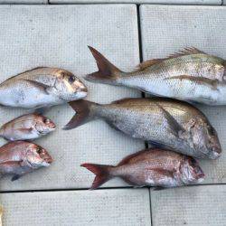 フィッシングガイド りょう 釣果