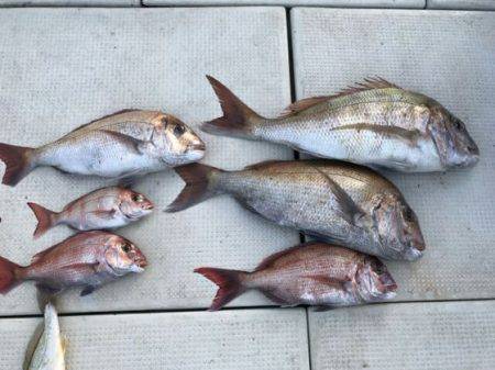 フィッシングガイド りょう 釣果