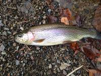 秩父フライフィールド 釣果