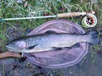 秩父フライフィールド 釣果