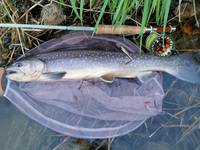 秩父フライフィールド 釣果