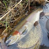 秩父フライフィールド 釣果