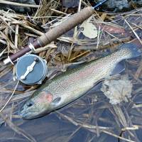 秩父フライフィールド 釣果