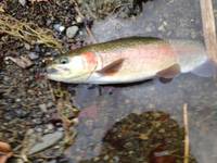 秩父フライフィールド 釣果