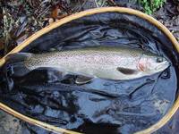 秩父フライフィールド 釣果