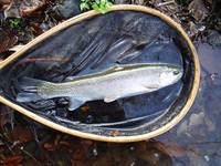 秩父フライフィールド 釣果