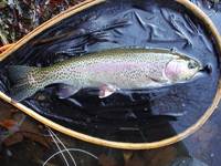 秩父フライフィールド 釣果