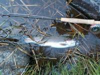 秩父フライフィールド 釣果