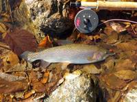 秩父フライフィールド 釣果