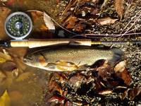 秩父フライフィールド 釣果