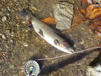 秩父フライフィールド 釣果