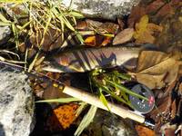 秩父フライフィールド 釣果