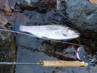 秩父フライフィールド 釣果