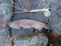 秩父フライフィールド 釣果