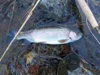 秩父フライフィールド 釣果