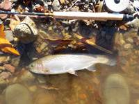 秩父フライフィールド 釣果