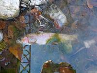 秩父フライフィールド 釣果