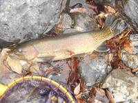 秩父フライフィールド 釣果