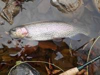 秩父フライフィールド 釣果