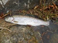 秩父フライフィールド 釣果